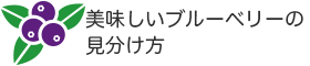 美味しいブルーベリーの見分け方