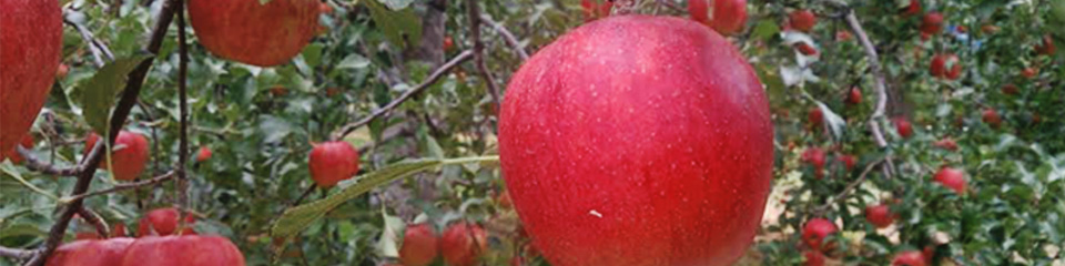 見出し画像（りんご）