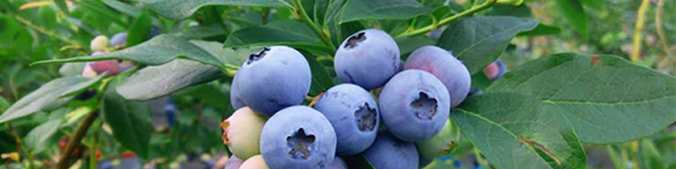 見出し画像（りんご）